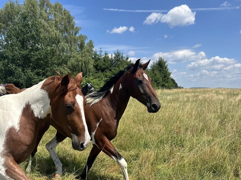 Speed Racking Horse Wallach 3 Jahre 155 cm Schecke in Lahntal
