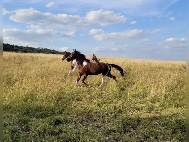 Speed Racking Horse Wallach 3 Jahre 155 cm Schecke in Lahntal