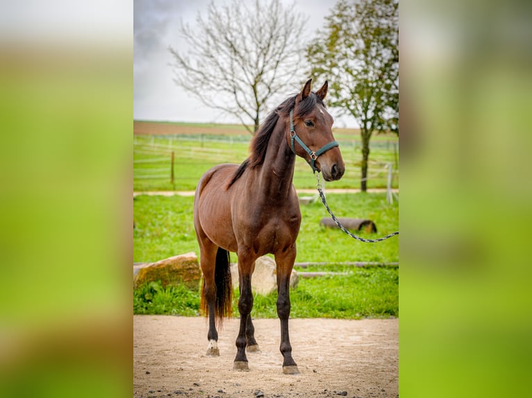 Speed Racking Horse Wallach 3 Jahre 156 cm Brauner in Aichtal