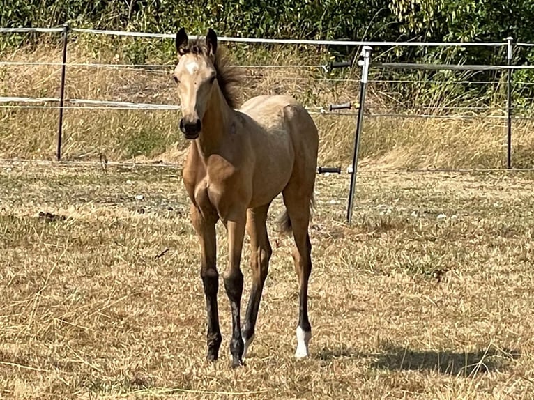 Speed Racking Horse Wallach 4 Jahre 160 cm Buckskin in Obermichelbach