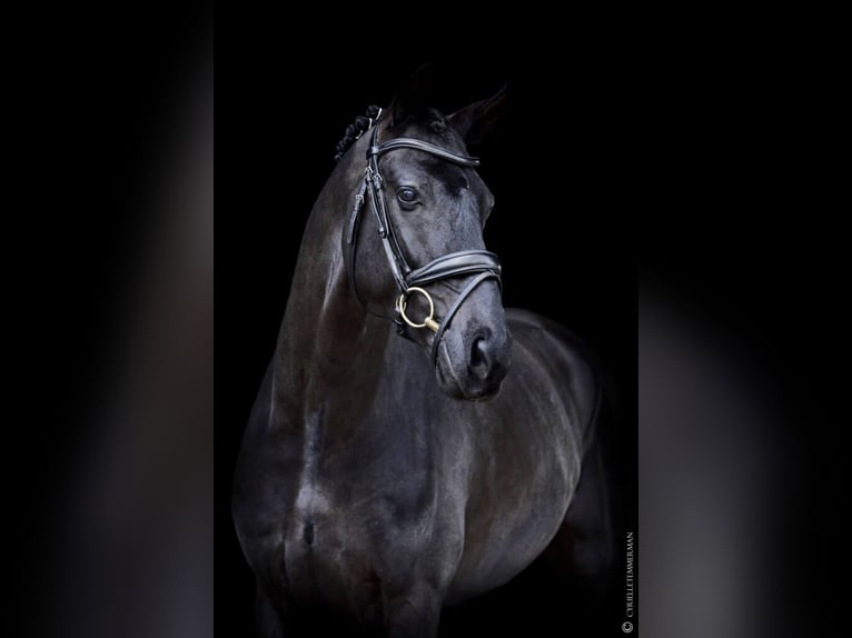 Sportivo Portoghese / Sportivo del Portogallo Mix Castrone 10 Anni 166 cm Morello in Malville