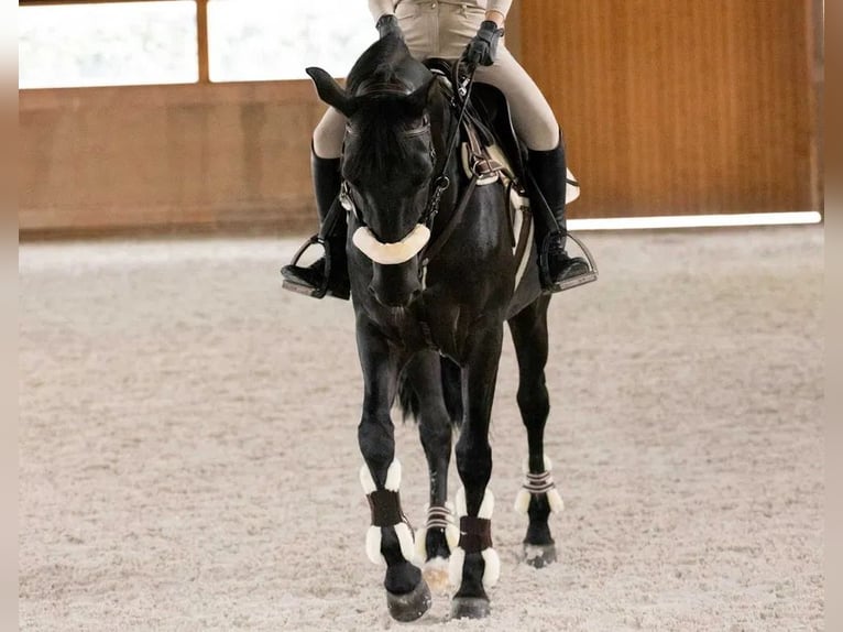 Sportivo Portoghese / Sportivo del Portogallo Castrone 16 Anni 164 cm Morello in Guimaraes