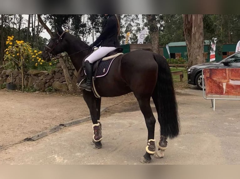 Sportivo Portoghese / Sportivo del Portogallo Castrone 16 Anni 164 cm Morello in Guimaraes
