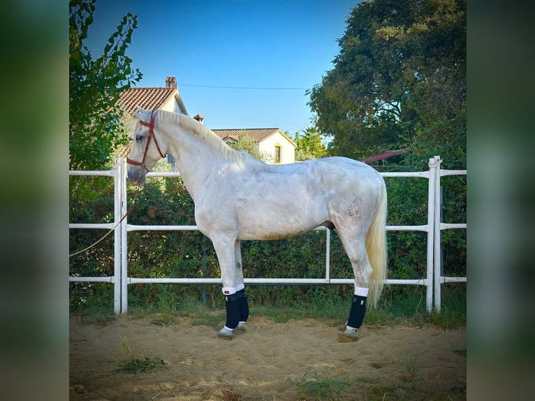 Sportivo Portoghese / Sportivo del Portogallo Castrone 16 Anni 166 cm Grigio in Mijas