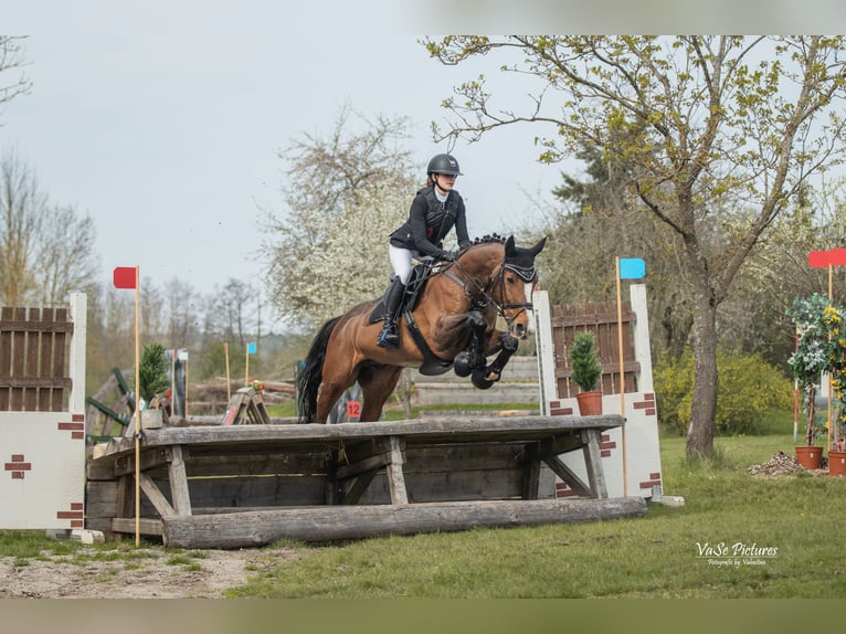 Sportivo Portoghese / Sportivo del Portogallo Castrone 17 Anni 167 cm Baio in Ansbach