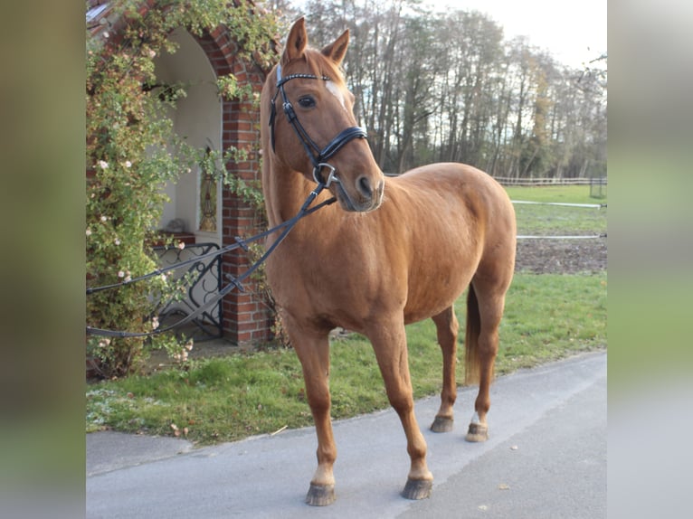 Sportivo Portoghese / Sportivo del Portogallo Mix Castrone 18 Anni 153 cm Sauro in HarsewinkelMarienfeld