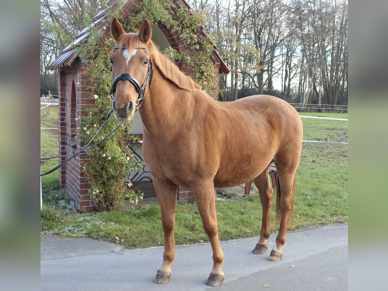 Sportivo Portoghese / Sportivo del Portogallo Mix Castrone 18 Anni 153 cm Sauro in HarsewinkelMarienfeld