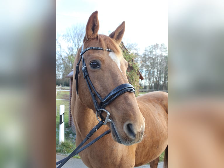 Sportivo Portoghese / Sportivo del Portogallo Mix Castrone 19 Anni 153 cm Sauro in HarsewinkelMarienfeld