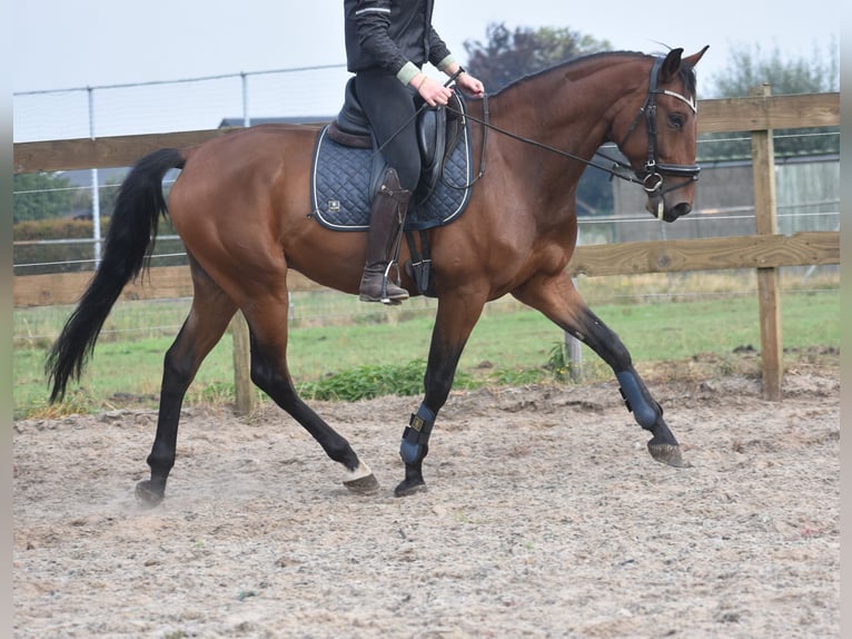 Sportivo Portoghese / Sportivo del Portogallo Castrone 5 Anni 162 cm Baio in Achtmaal