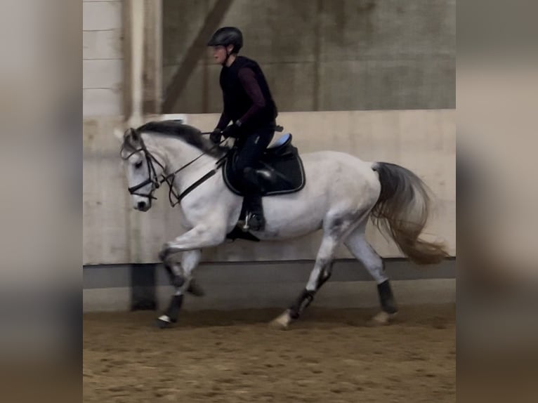 Sportivo Portoghese / Sportivo del Portogallo Castrone 8 Anni 163 cm Grigio in Waldshut-Tiengen