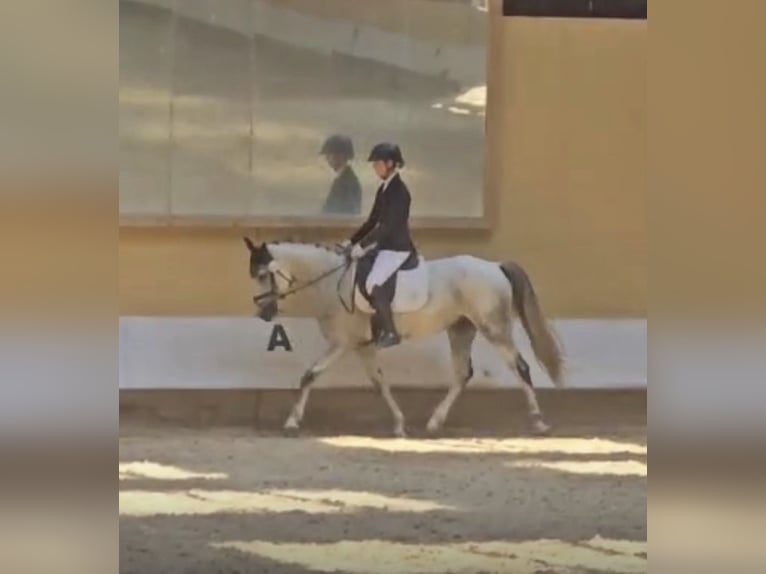 Sportivo Portoghese / Sportivo del Portogallo Castrone 9 Anni 163 cm Grigio in Waldshut-Tiengen