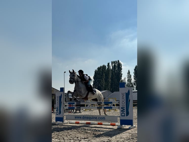 Sportivo Portoghese / Sportivo del Portogallo Giumenta 10 Anni 160 cm Grigio in Laarne