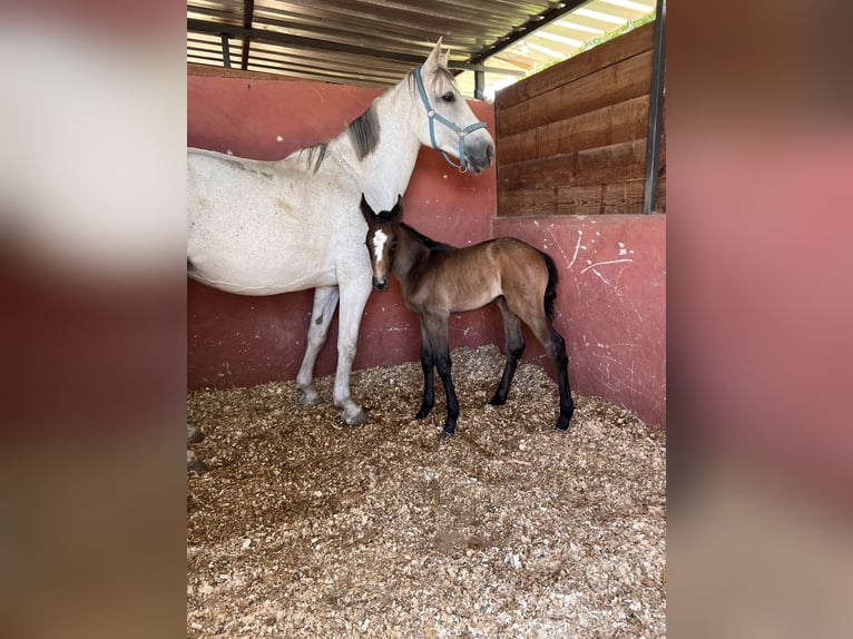 Sportivo Portoghese / Sportivo del Portogallo Giumenta 15 Anni 174 cm Grigio in Los Negrales