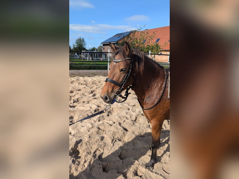 Sportivo Portoghese / Sportivo del Portogallo Giumenta 3 Anni 135 cm Baio in Bohmte