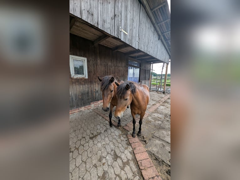 Sportivo Portoghese / Sportivo del Portogallo Giumenta 3 Anni 135 cm Baio in Bohmte