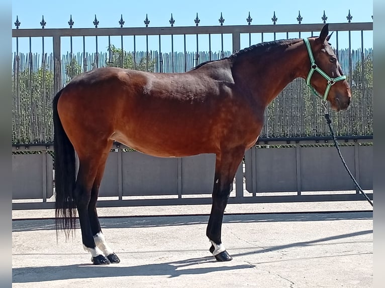 Sportivo Portoghese / Sportivo del Portogallo Giumenta 3 Anni 163 cm Baio ciliegia in Molina De Segura