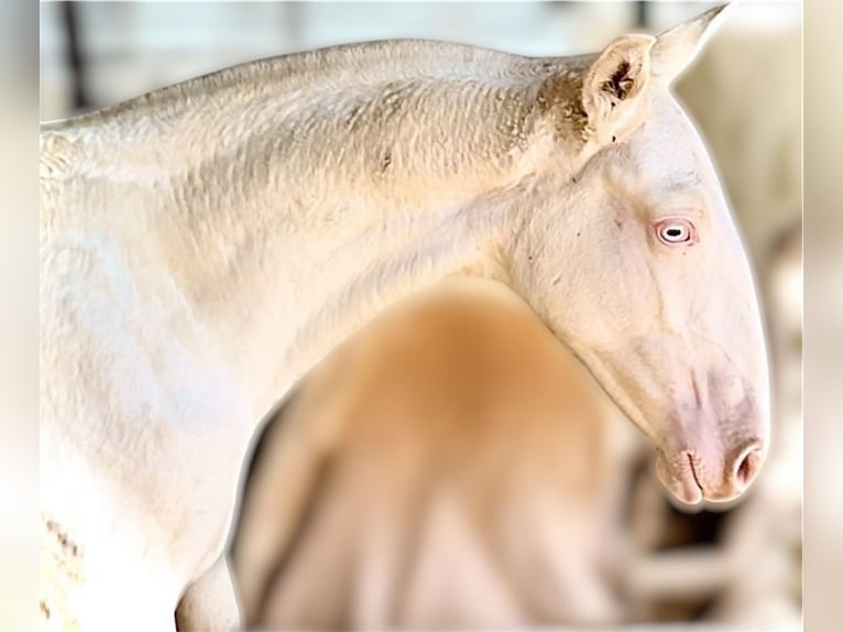 Sportivo Portoghese / Sportivo del Portogallo Giumenta Puledri (04/2025) 168 cm Perlino in Bienvenida