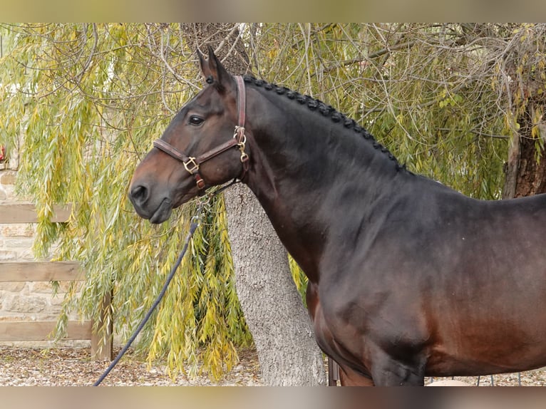 Sportivo Portoghese / Sportivo del Portogallo Mix Stallone 14 Anni 168 cm Baio in Navarra