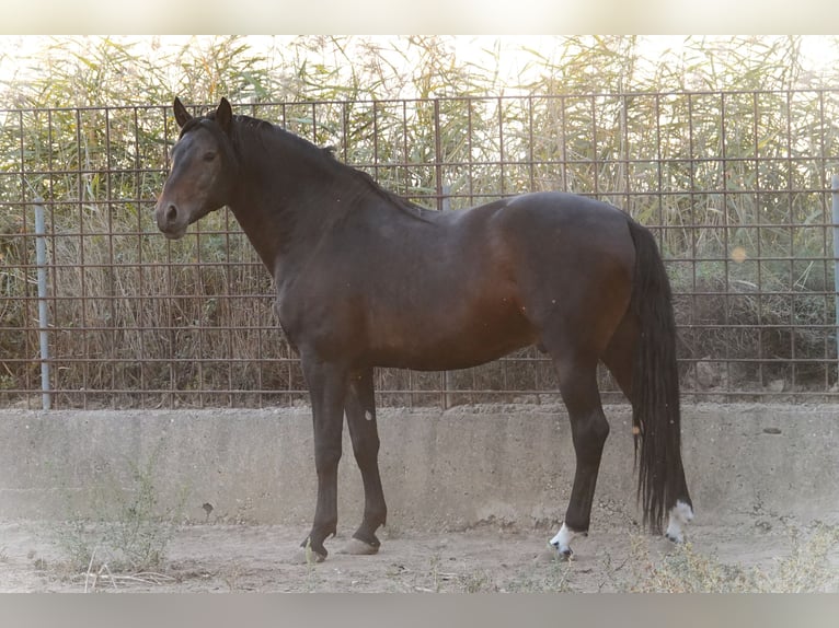 Sportivo Portoghese / Sportivo del Portogallo Mix Stallone 4 Anni 161 cm Baio in Navarra