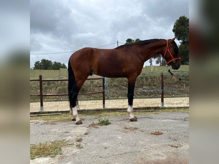 Sportivo Portoghese / Sportivo del Portogallo Stallone 5 Anni 170 cm Baio ciliegia in Terrassa