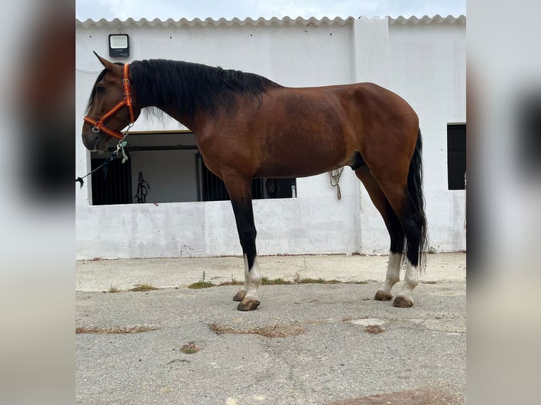 Sportivo Portoghese / Sportivo del Portogallo Stallone 5 Anni 170 cm Baio ciliegia in Terrassa
