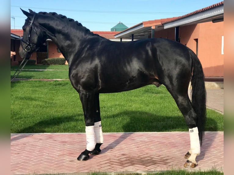 Sportivo Spagnolo / Sportivo della Spagna Castrone 11 Anni 165 cm Morello in Madrid