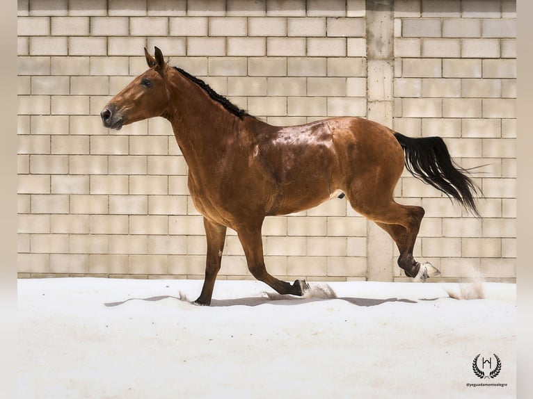 Sportivo Spagnolo / Sportivo della Spagna Castrone 4 Anni 175 cm in Navalperal De Pinares