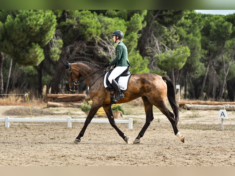 Sportivo Spagnolo / Sportivo della Spagna Castrone 5 Anni 176 cm Baio in Brunete