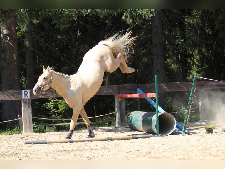 Sportivo Spagnolo / Sportivo della Spagna Stallone 2 Anni 165 cm Palomino in Nowy targ