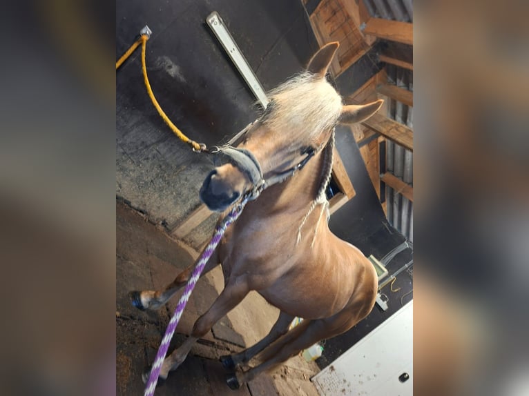 Sportivo Spagnolo / Sportivo della Spagna Castrone 10 Anni 147 cm Palomino in Geel