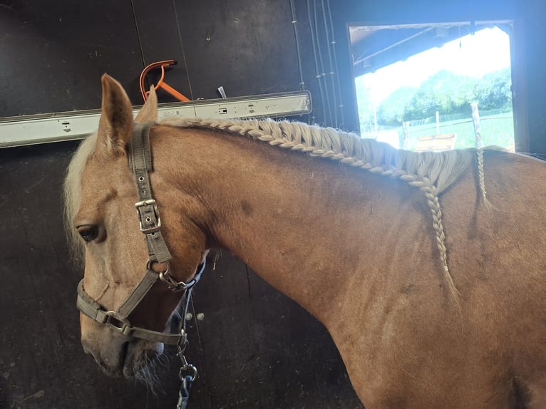 Sportivo Spagnolo / Sportivo della Spagna Castrone 10 Anni 147 cm Palomino in Geel