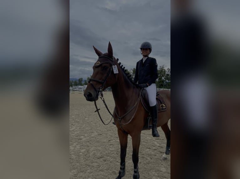Sportivo Spagnolo / Sportivo della Spagna Castrone 10 Anni 170 cm Baio scuro in Barcelona