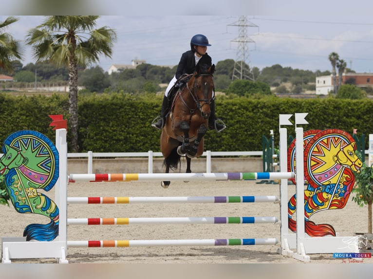 Sportivo Spagnolo / Sportivo della Spagna Castrone 10 Anni 170 cm Baio scuro in Barcelona