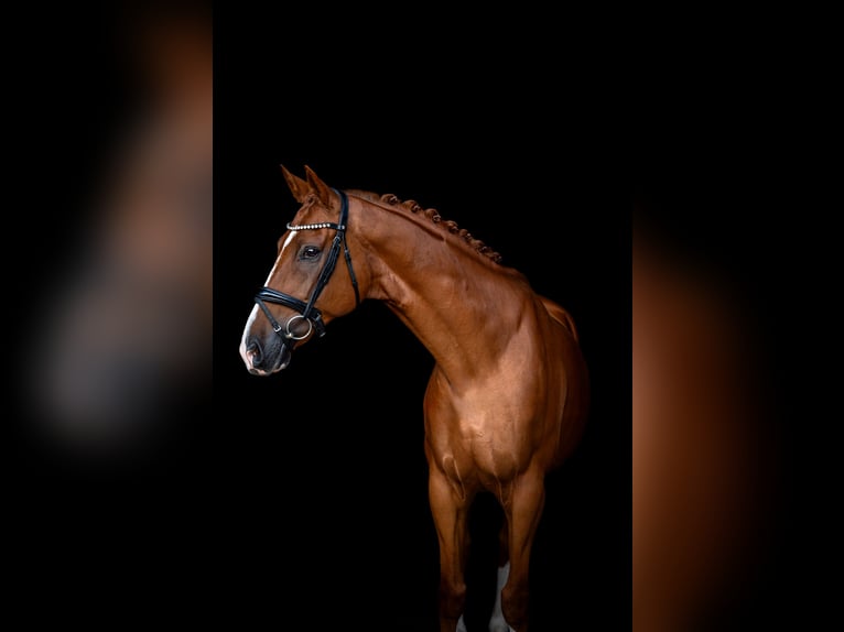 Sportivo Spagnolo / Sportivo della Spagna Castrone 10 Anni 170 cm Sauro in Gdansk
