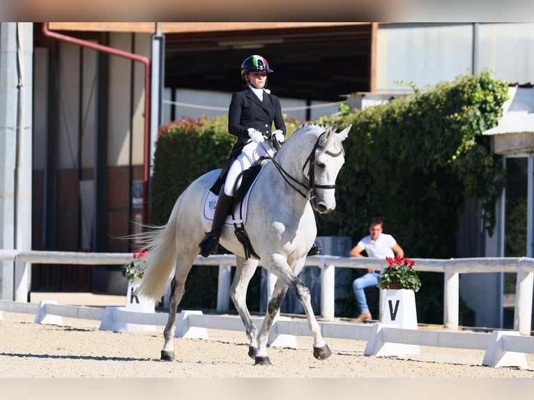 Sportivo Spagnolo / Sportivo della Spagna Castrone 10 Anni 172 cm Grigio trotinato in Bergamo