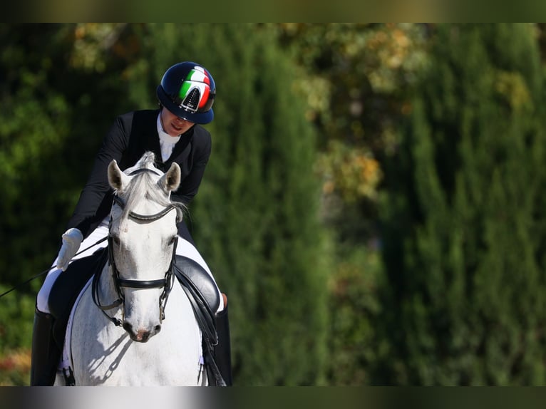 Sportivo Spagnolo / Sportivo della Spagna Castrone 10 Anni 172 cm Grigio trotinato in Bergamo