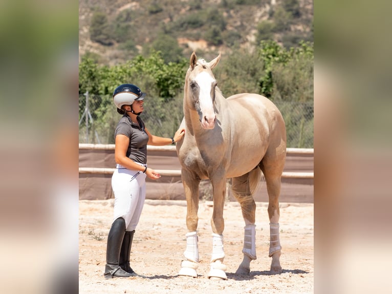 Sportivo Spagnolo / Sportivo della Spagna Castrone 11 Anni 167 cm Palomino in Conde Cortichelles, Del (Masia)
