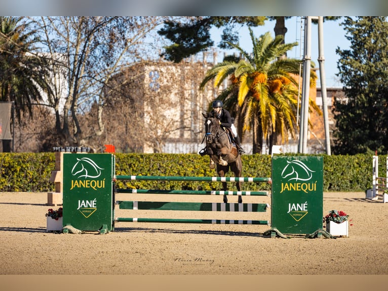 Sportivo Spagnolo / Sportivo della Spagna Castrone 12 Anni 165 cm Morello in Sabadell