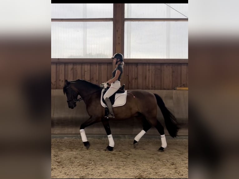 Sportivo Spagnolo / Sportivo della Spagna Castrone 12 Anni 168 cm Baio in Gräfenhainichen