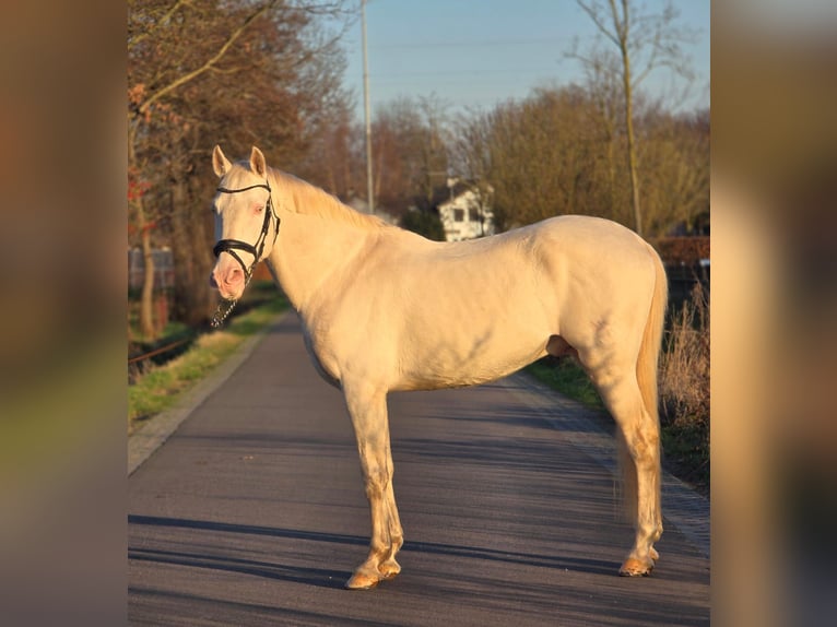 Sportivo Spagnolo / Sportivo della Spagna Castrone 12 Anni 168 cm Cremello in Someren