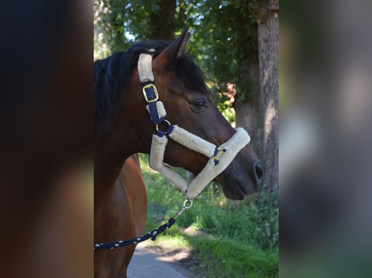 Sportivo Spagnolo / Sportivo della Spagna Castrone 13 Anni 148 cm Baio in Menslage