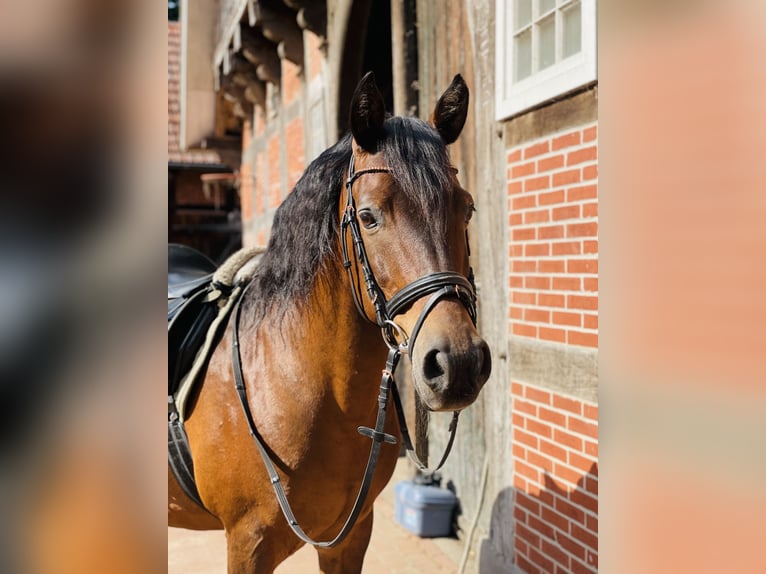 Sportivo Spagnolo / Sportivo della Spagna Castrone 13 Anni 148 cm Baio in Menslage