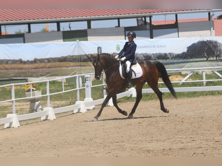 Sportivo Spagnolo / Sportivo della Spagna Castrone 13 Anni 162 cm Baio in Olivenza