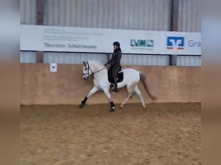 Sportivo Spagnolo / Sportivo della Spagna Castrone 13 Anni 165 cm Grigio in Samern