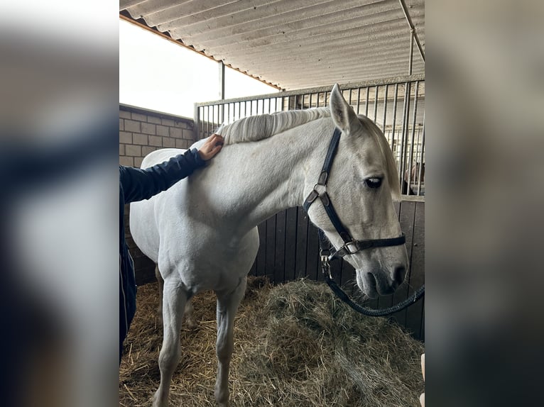 Sportivo Spagnolo / Sportivo della Spagna Castrone 13 Anni 165 cm Grigio in Altranft Sportivo Spagnolo / Sportivo della Spagna Castrone 13 Anni 165 cm Grigio in Altranft