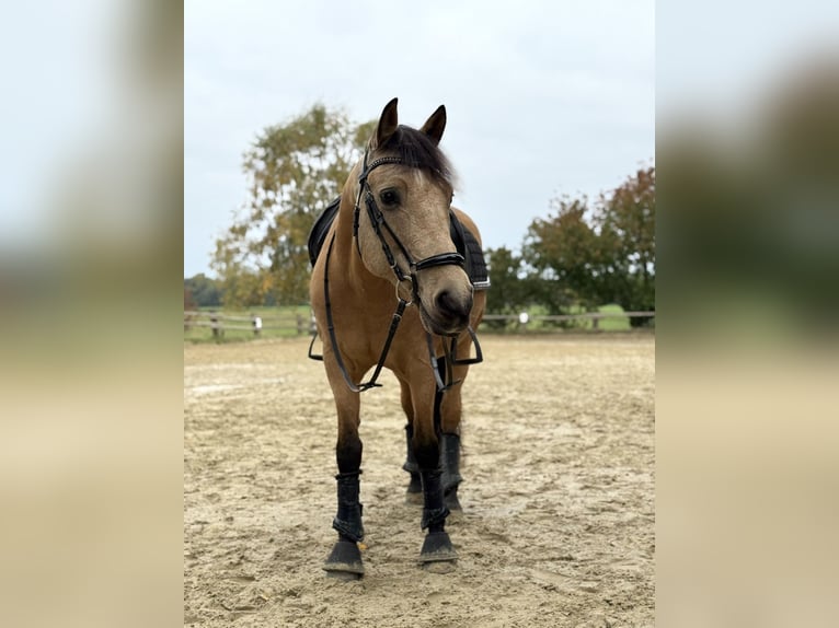 Sportivo Spagnolo / Sportivo della Spagna Castrone 14 Anni 153 cm in Mülheim an der Ruhr