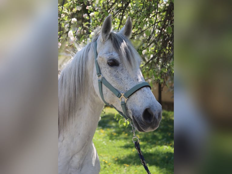 Sportivo Spagnolo / Sportivo della Spagna Castrone 14 Anni 155 cm Grigio in Götzendorf an der Leitha