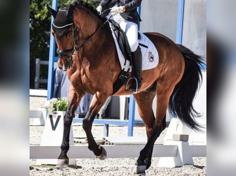 Sportivo Spagnolo / Sportivo della Spagna Castrone 14 Anni 164 cm in Sabadell Sportivo Spagnolo / Sportivo della Spagna Castrone 14 Anni 164 cm in Sabadell