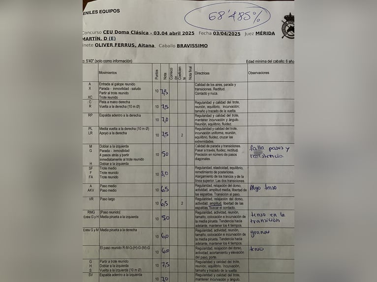 Sportivo Spagnolo / Sportivo della Spagna Castrone 14 Anni 167 cm Sauro in Corbera