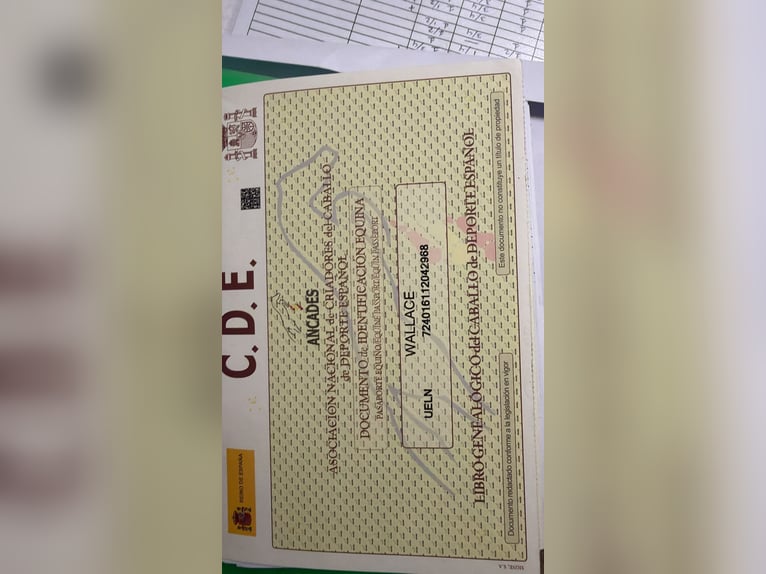 Sportivo Spagnolo / Sportivo della Spagna Castrone 14 Anni 172 cm Baio scuro in Logroño